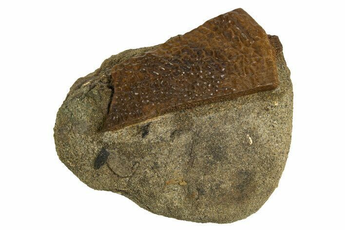 Cretaceous Fossil Turtle Shell in Rock - Judith River Formation #326445